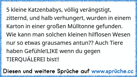 5 kleine Katzenbabys, völlig verängstigt, zitternd, und halb verhungert, wurden in einem Karton in einer großen Mülltonne gefunden. Wie kann man solchen kleinen hilflosen Wesen nur so etwas grausames antun?? Auch Tiere haben Gefühle!
LIKE wenn du gegen TIERQUÄLEREI bist!!