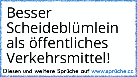 Besser Scheideblümlein als öffentliches Verkehrsmittel!