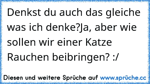 Denkst du auch das gleiche was ich denke?
Ja, aber wie sollen wir einer Katze Rauchen beibringen? :/