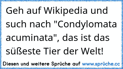 Geh auf Wikipedia und such nach "Condylomata acuminata", das ist das süßeste Tier der Welt!