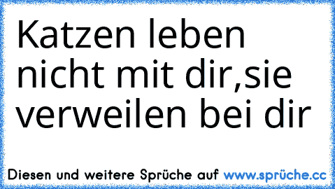 Katzen leben nicht mit dir,
sie verweilen bei dir♥