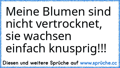 Meine Blumen sind nicht vertrocknet, sie wachsen einfach knusprig!!!