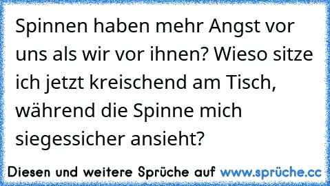 Spinnen haben mehr Angst vor uns als wir vor ihnen? Wieso sitze ich jetzt kreischend am Tisch, während die Spinne mich siegessicher ansieht?