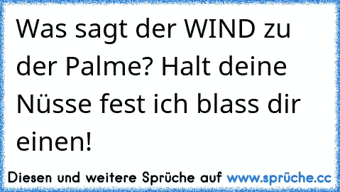 Was sagt der WIND zu der Palme? Halt deine Nüsse fest ich blass dir einen!