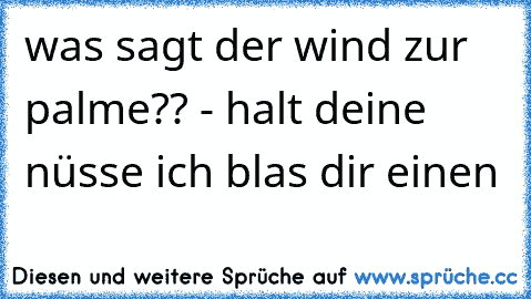 was sagt der wind zur palme?? - halt deine nüsse ich blas dir einen