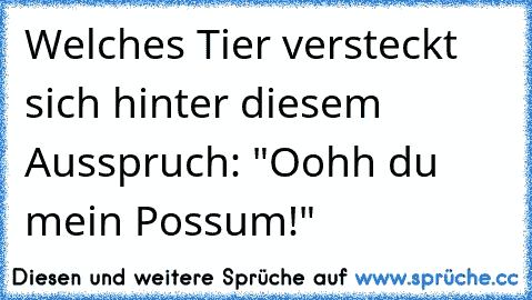 Welches Tier versteckt sich hinter diesem Ausspruch: "Oohh du mein Possum!"